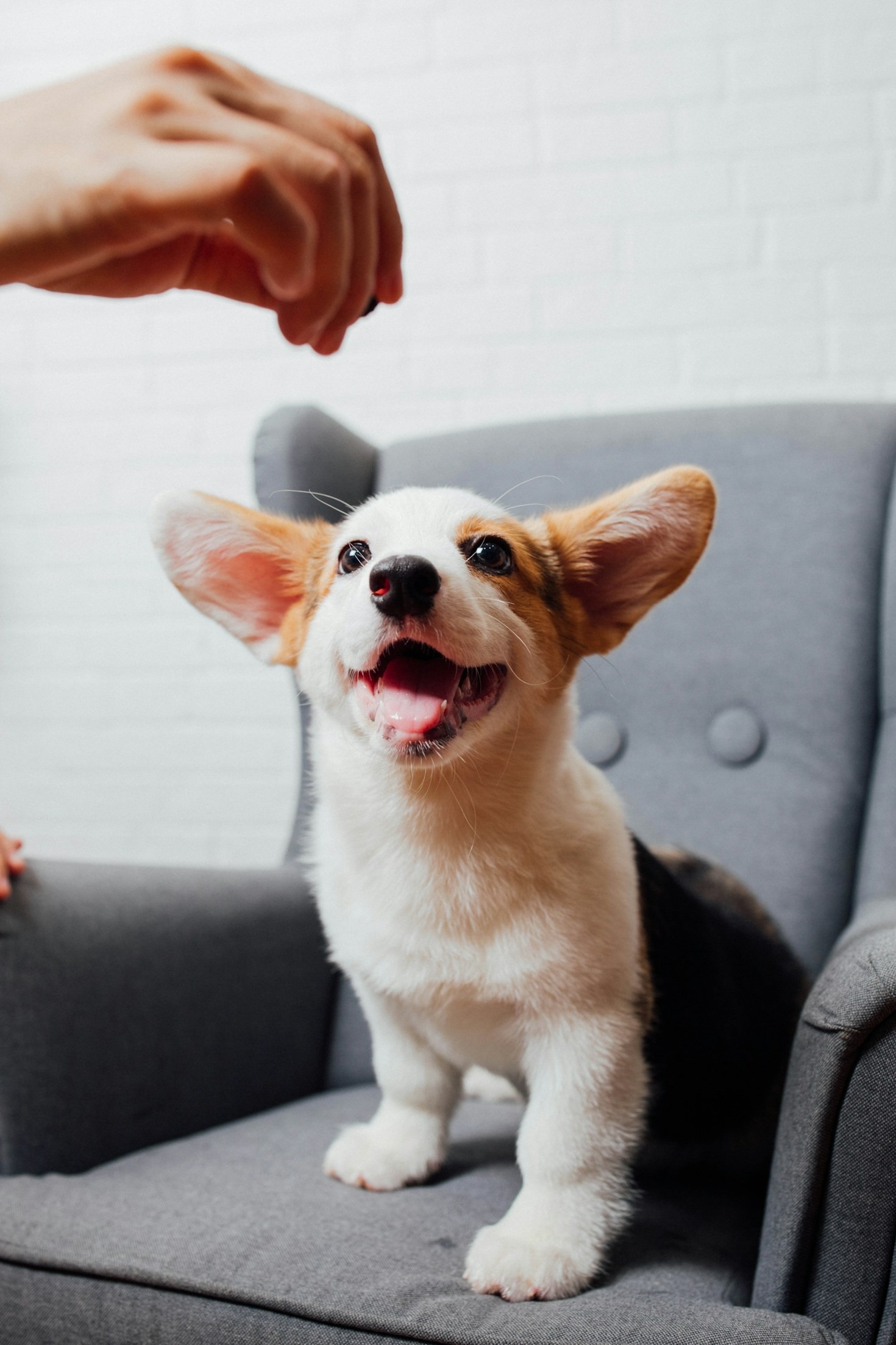 Top 10 Pet Care Tips for Beginners