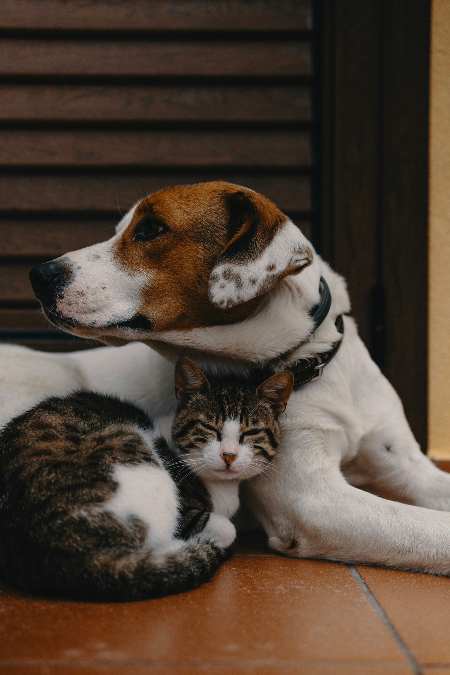 How to Choose the Best Food for Your Pet