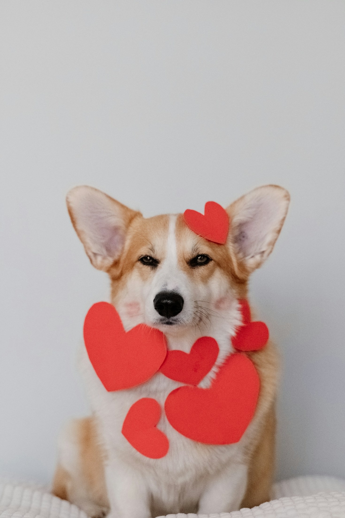 The Ultimate Guide to Pet Toy Safety