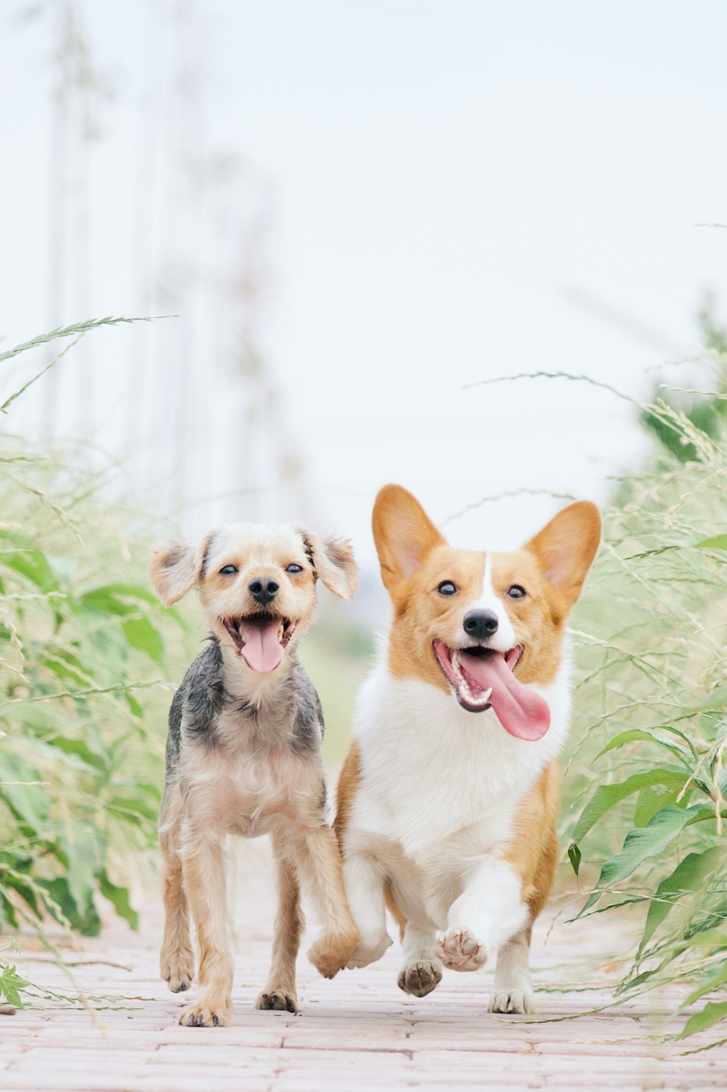 Understanding Your Pet’s Body Language