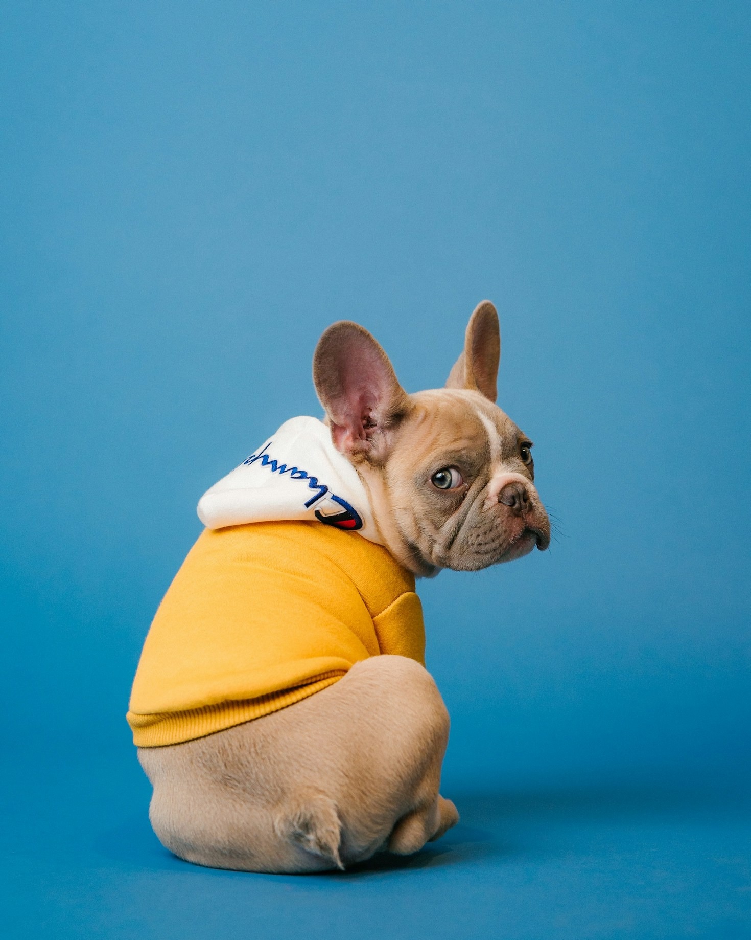 Step-by-Step Guide to Grooming Your Pet