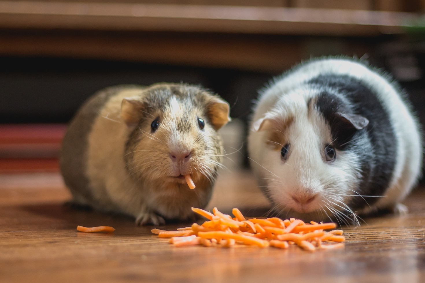 Why Regular Vet Visits Are Essential