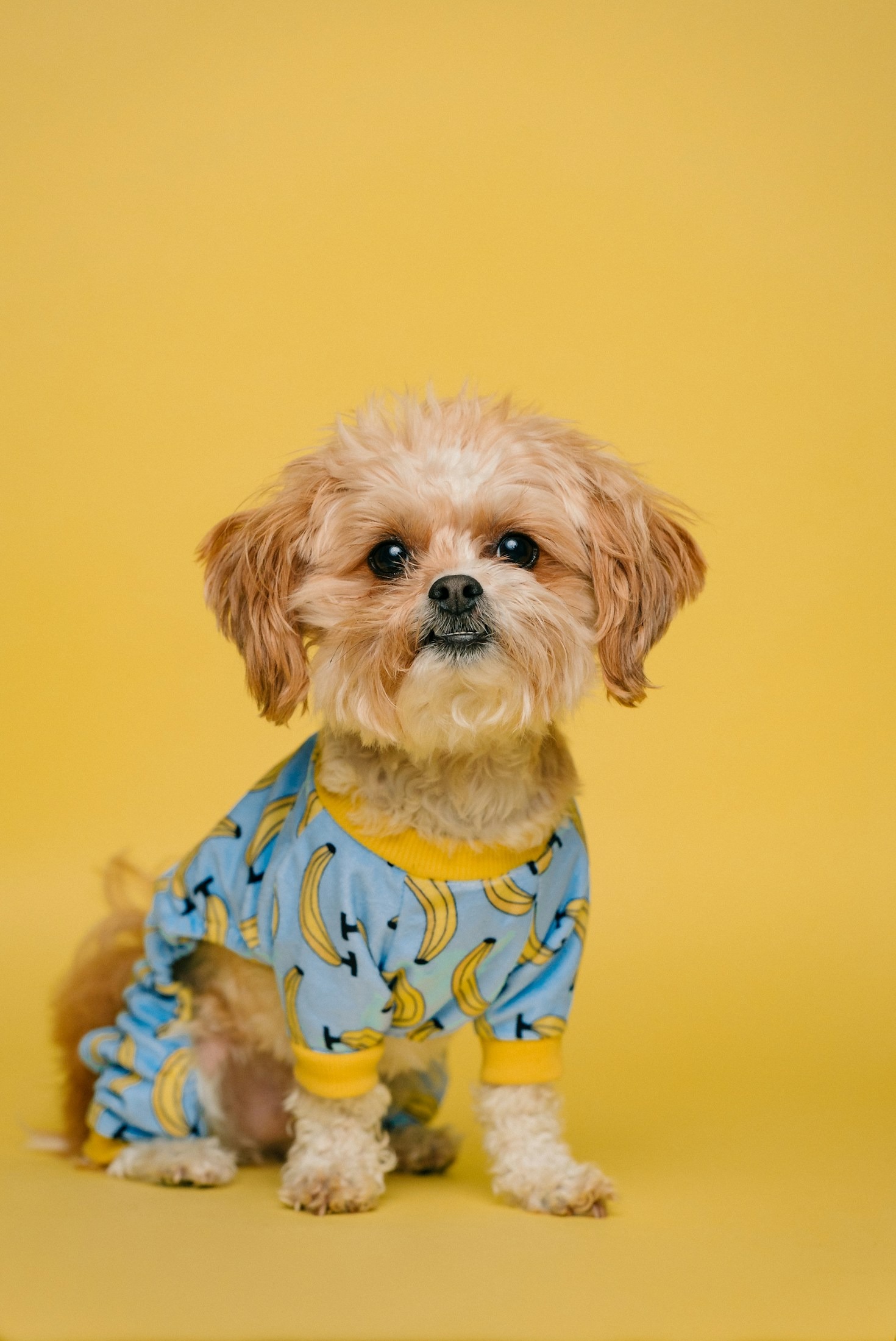 Creating the Perfect Home for Your Pet